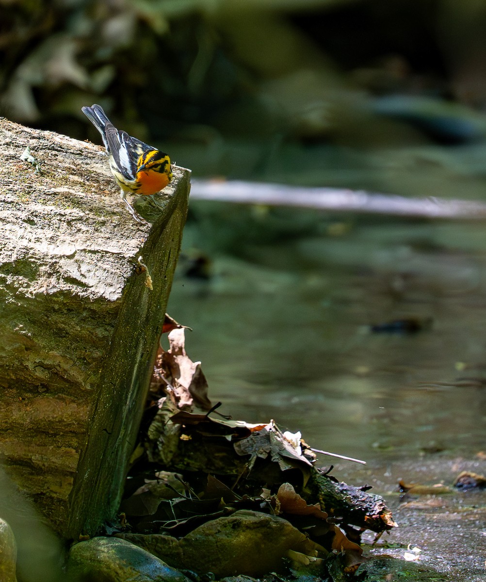 Blackburnian Warbler - ML634752224