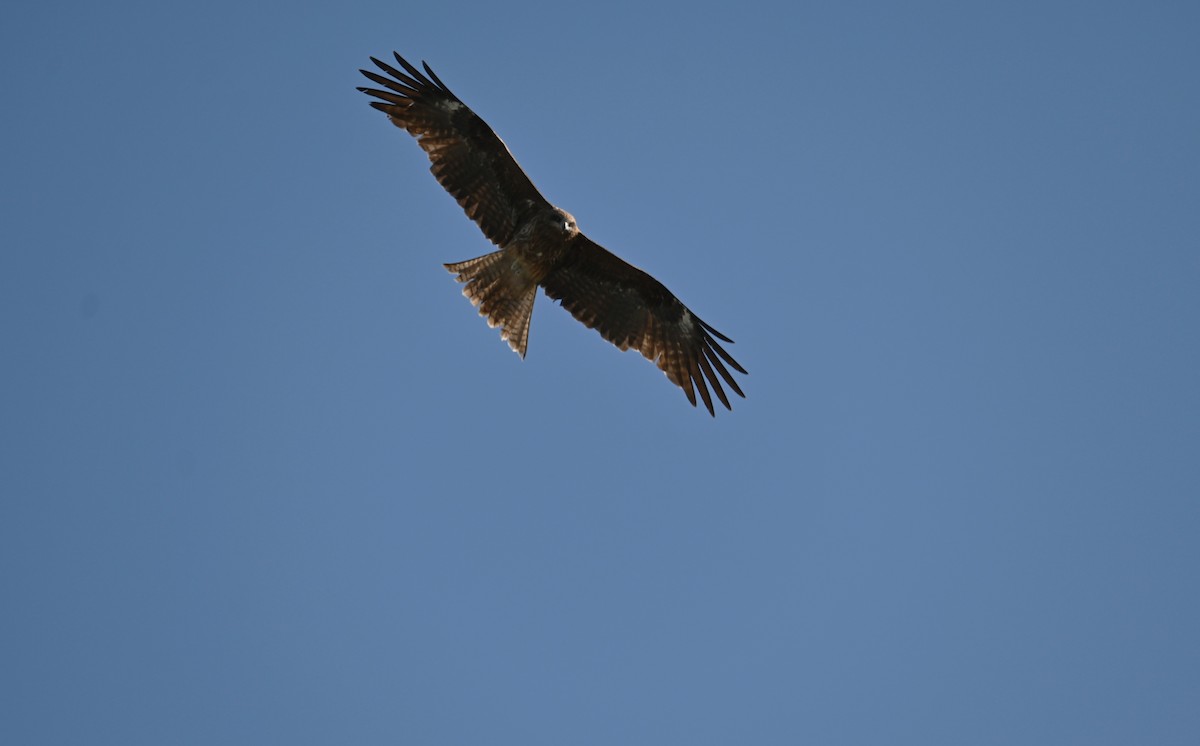 Black Kite - ML634752239