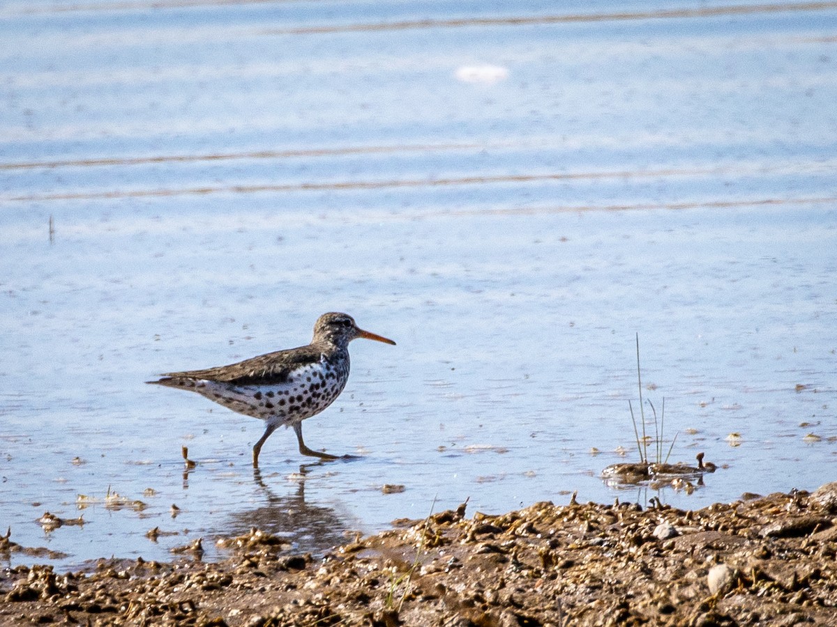 Spotted Sandpiper - ML634752297