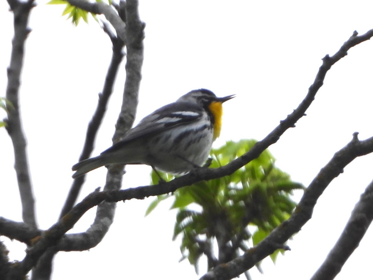 Yellow-throated Warbler - ML634752320