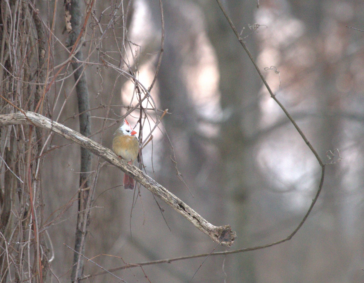 Northern Cardinal - ML634752345
