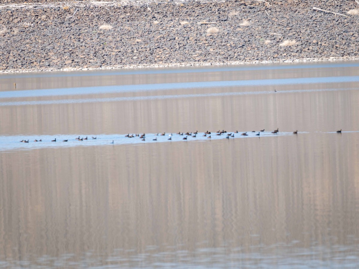 Eared Grebe - ML634752346