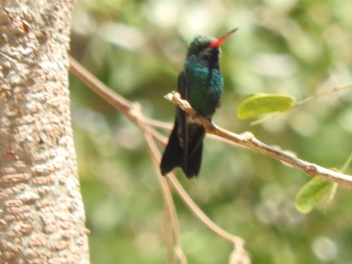 Tres Marias Hummingbird - ML634752350