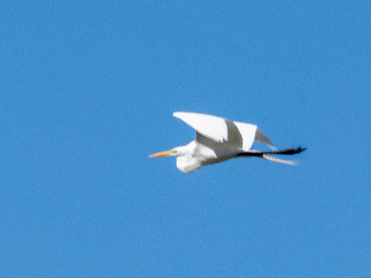 Great Egret - ML634752486