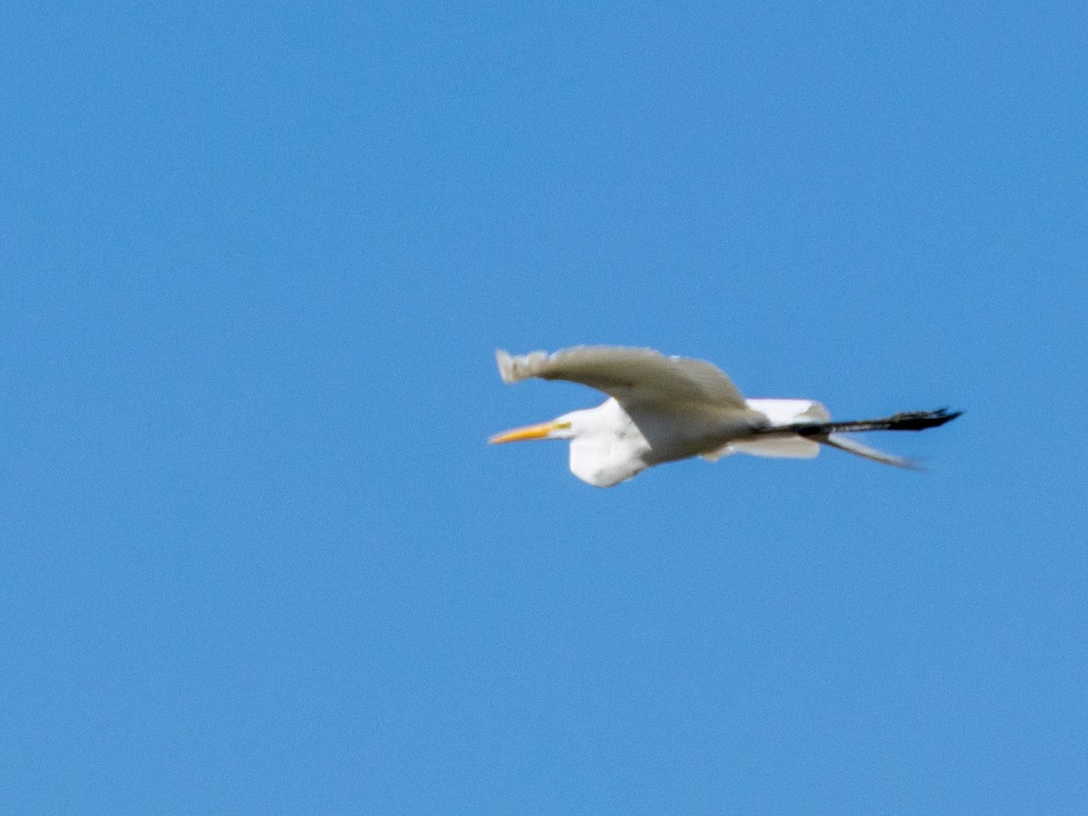 Great Egret - ML634752487