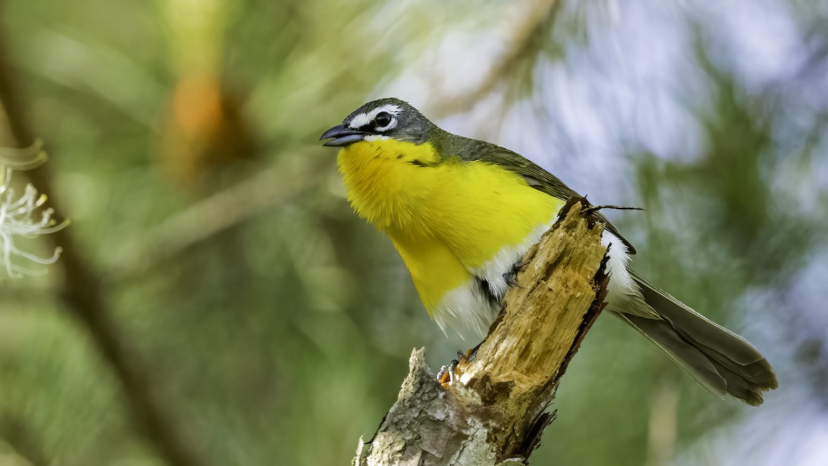 Yellow-breasted Chat - ML634752594