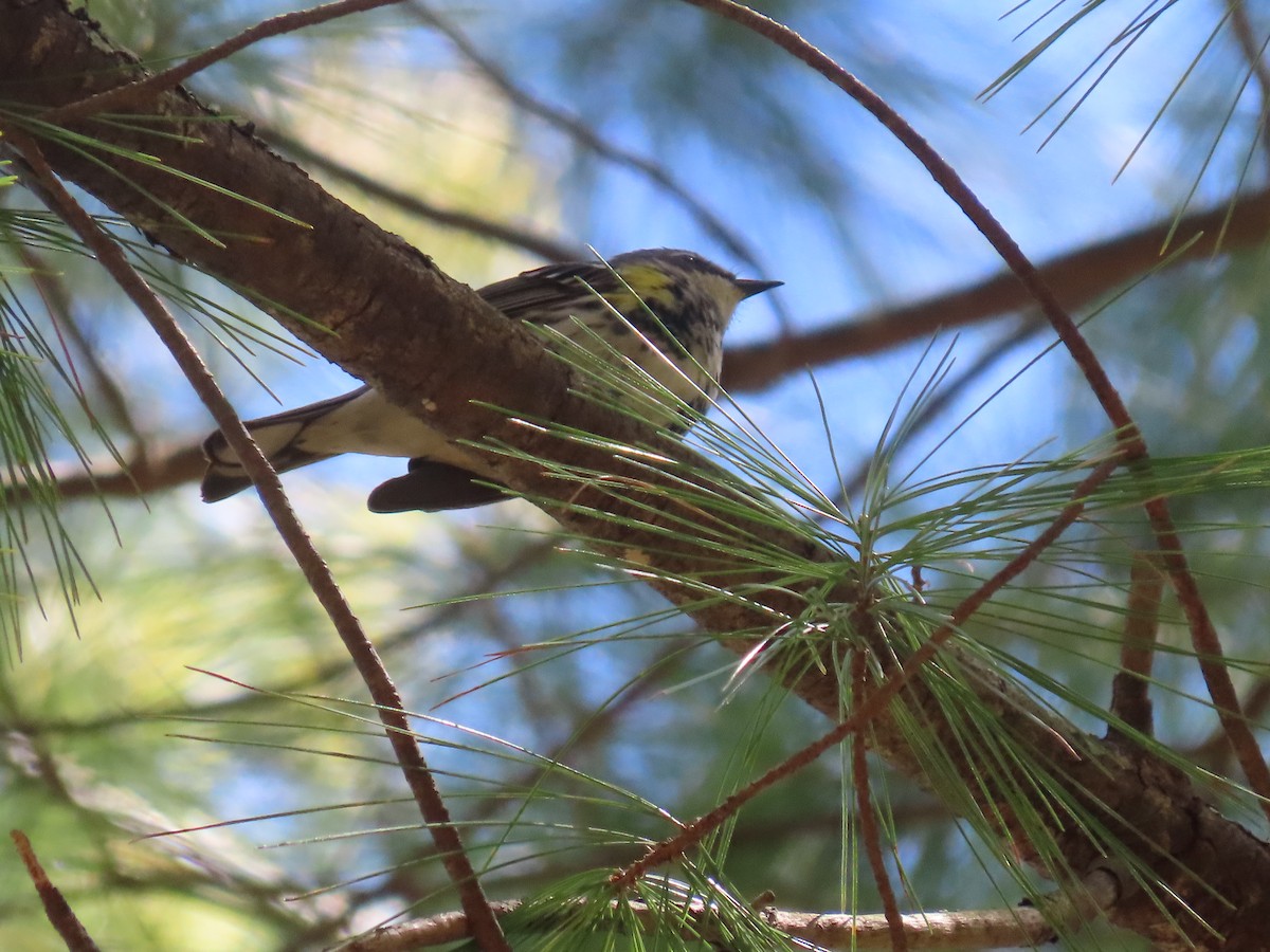 Taçlı Ötleğen (coronata) - ML634752609