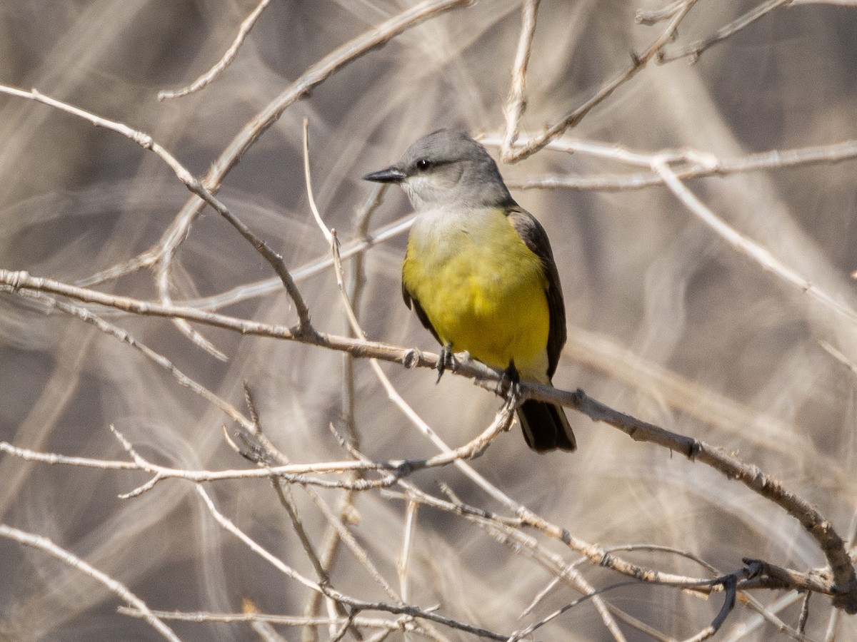 Cassin's Kingbird - ML634752700