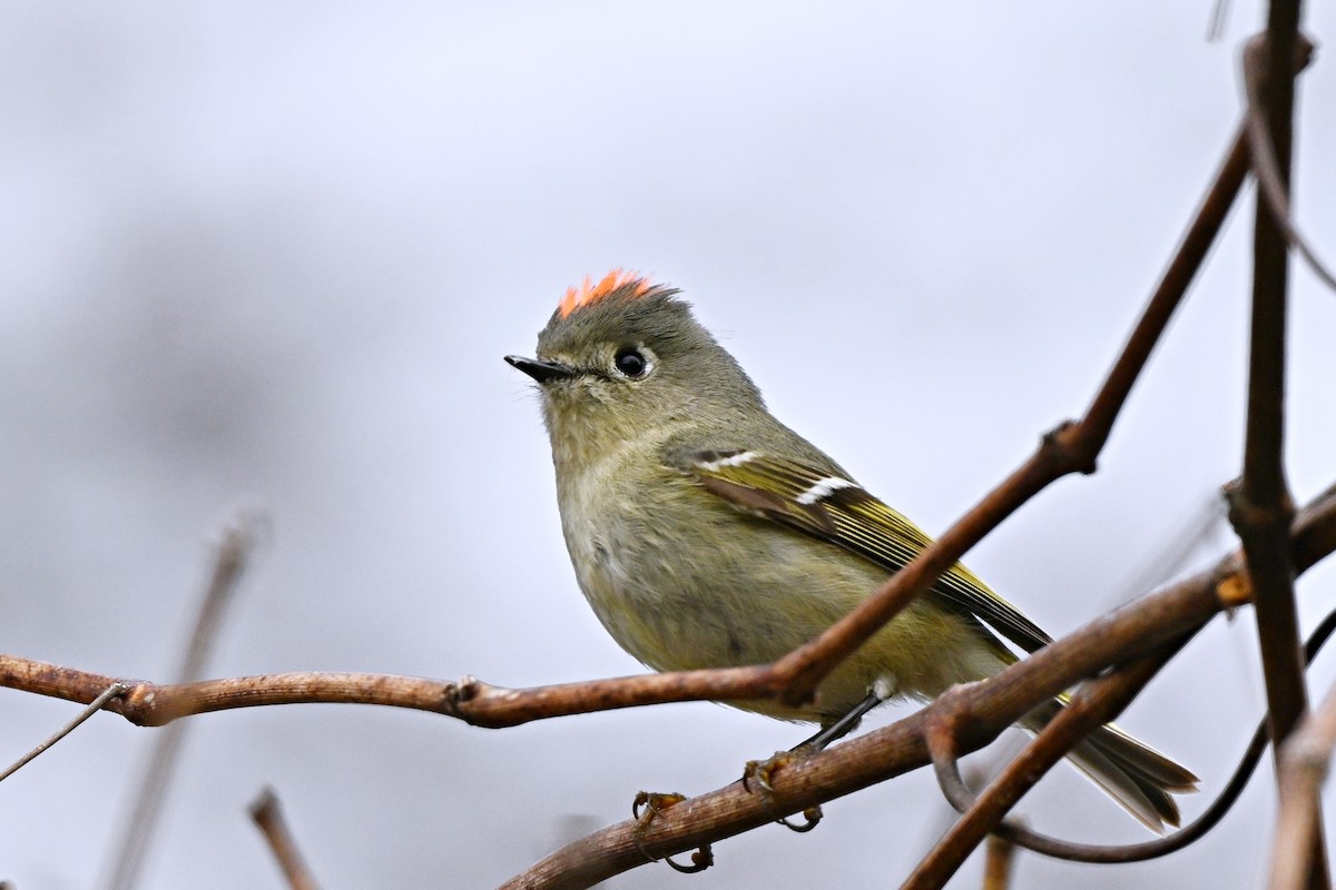 Ruby-crowned Kinglet - ML634752763