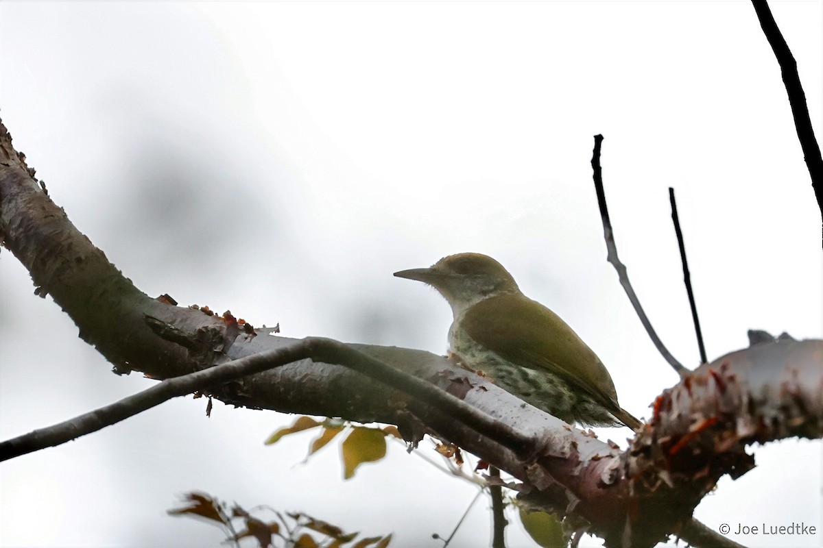 Antillean Piculet - ML634752842