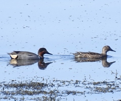 Green-winged Teal (American) - ML634752903