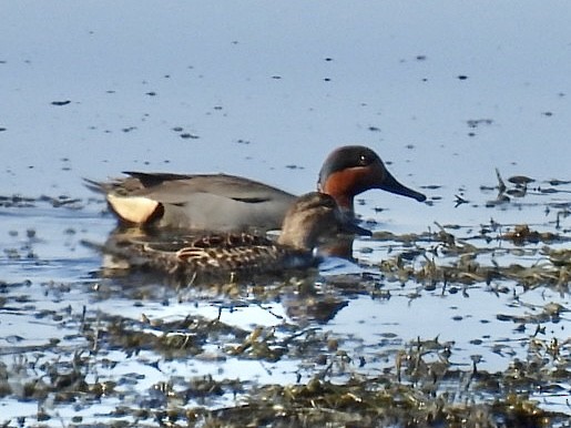 Green-winged Teal (American) - ML634752904