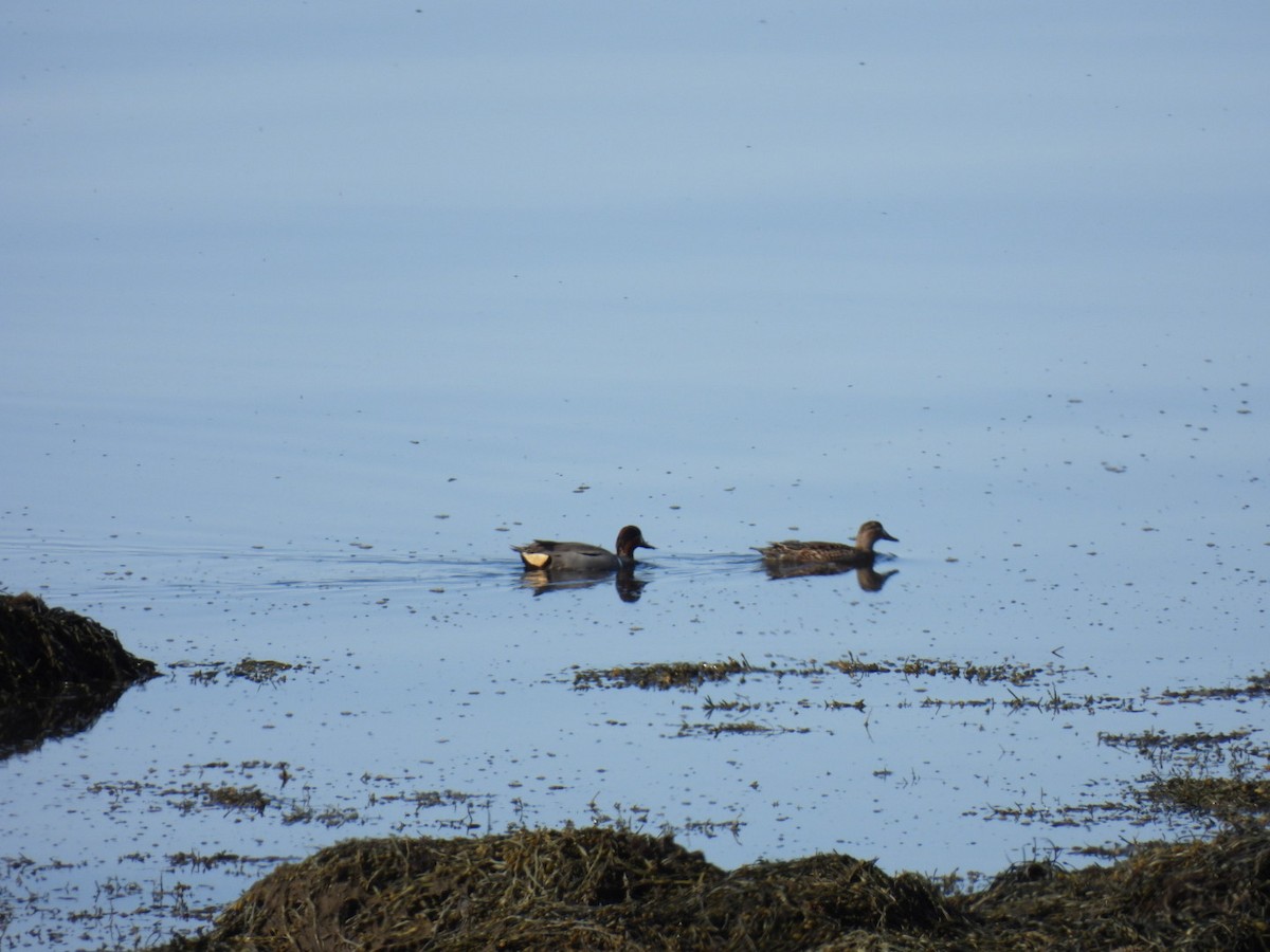 Green-winged Teal (American) - ML634752905