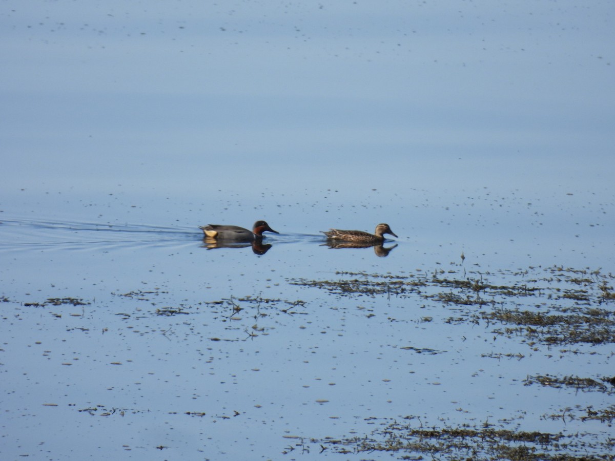 Green-winged Teal (American) - ML634752906