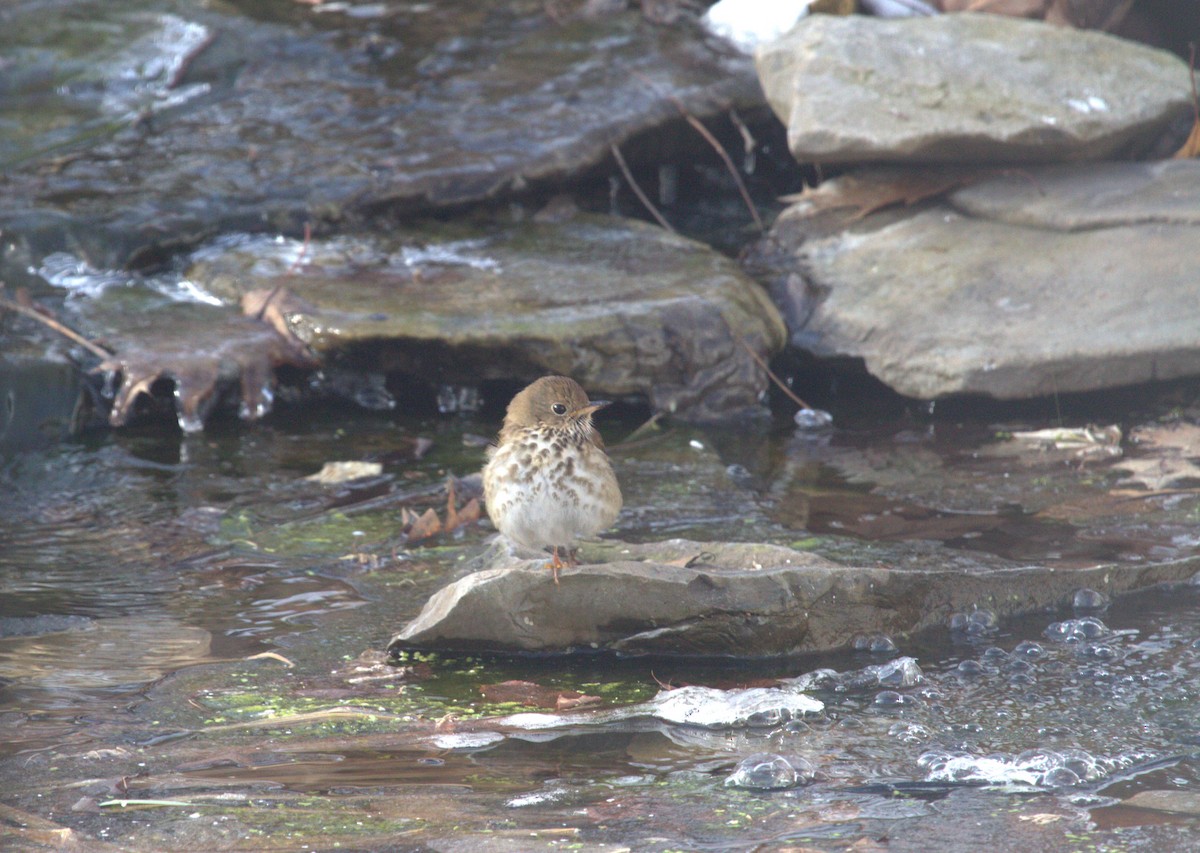 Hermit Thrush (faxoni/crymophilus) - ML634752918