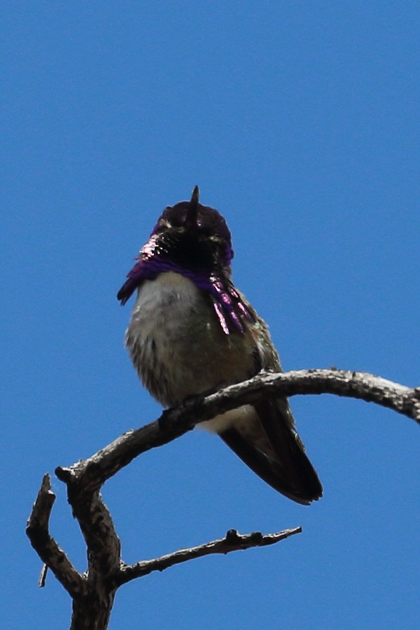 Costa's Hummingbird - ML634752944