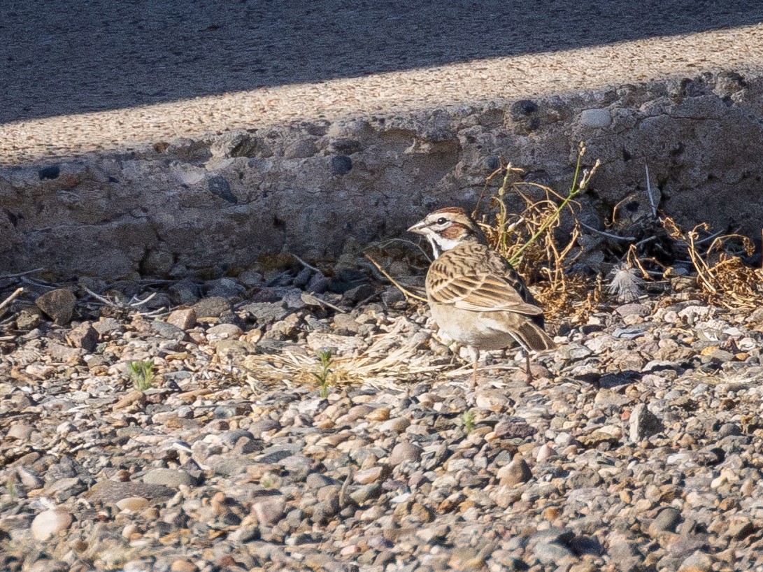 Lark Sparrow - ML634752967