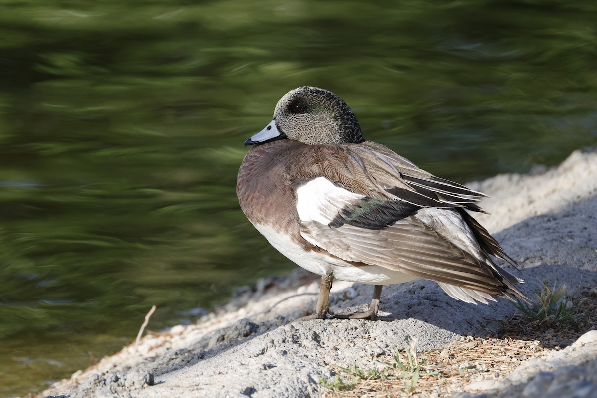 American Wigeon - ML634753031