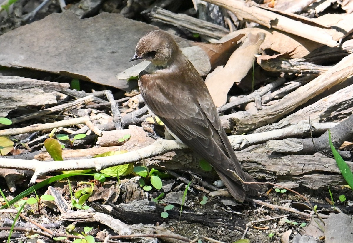 Northern Rough-winged Swallow - ML634753173