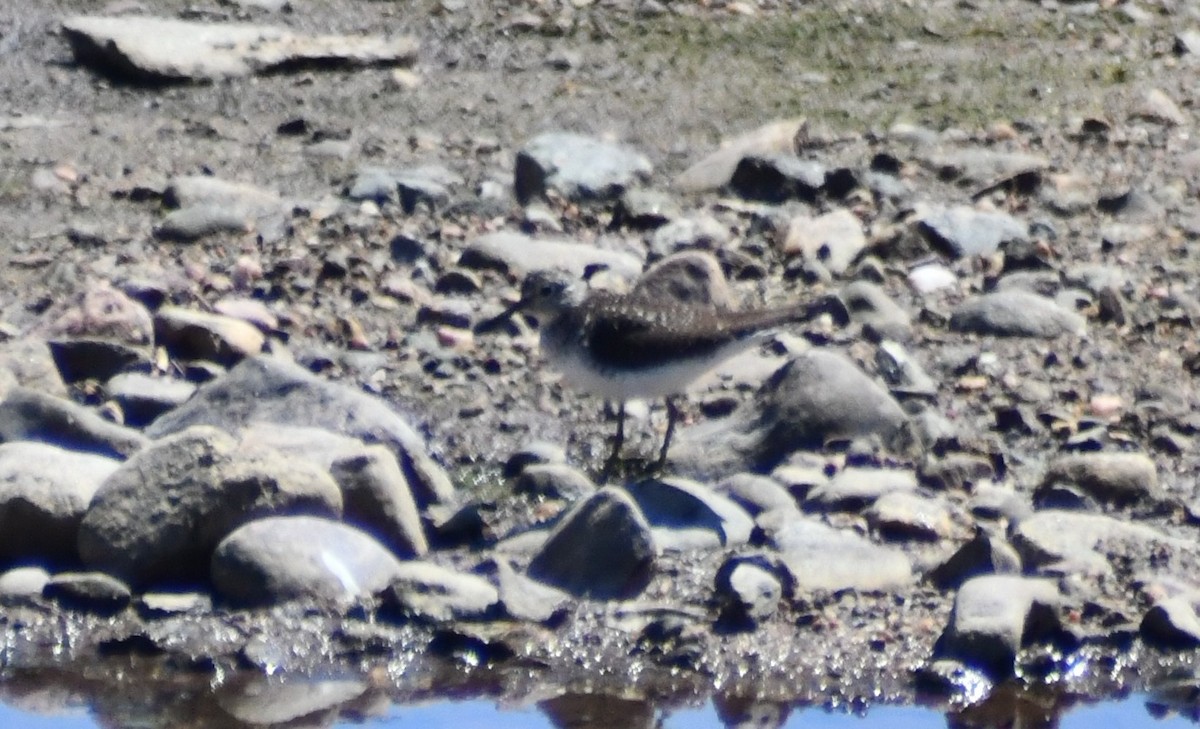 Spotted Sandpiper - ML634753222