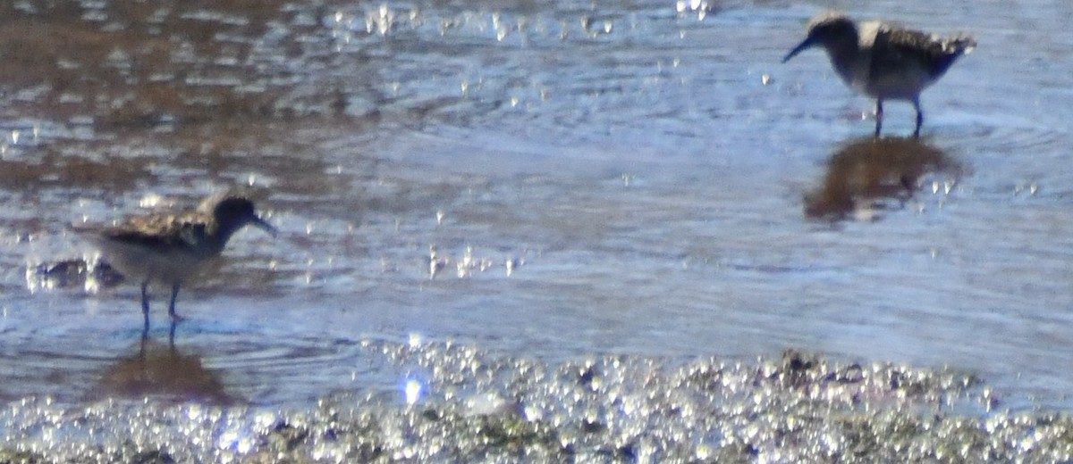 Least Sandpiper - ML634753229