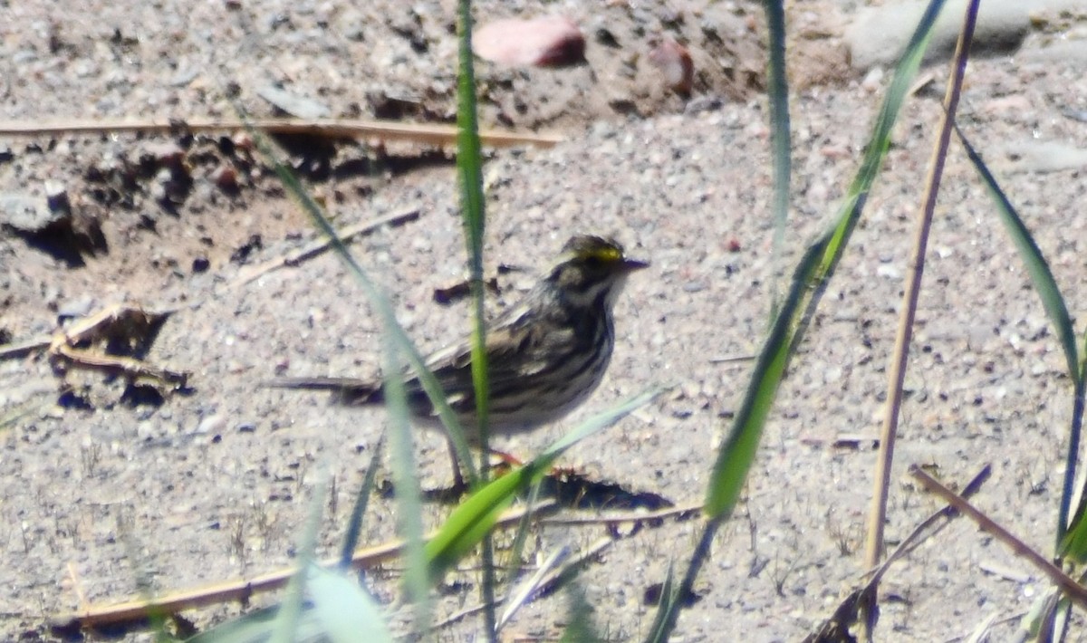 Savannah Sparrow - ML634753233