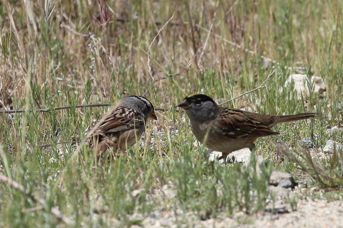 White-crowned Sparrow - ML634753266