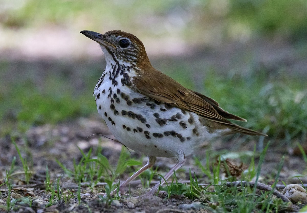 Wood Thrush - ML634753472