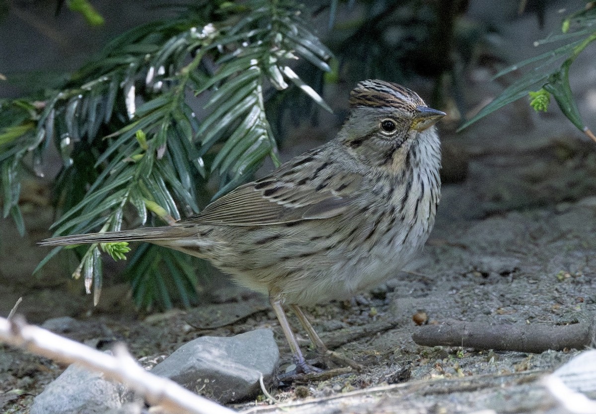 Lincoln's Sparrow - ML634753512
