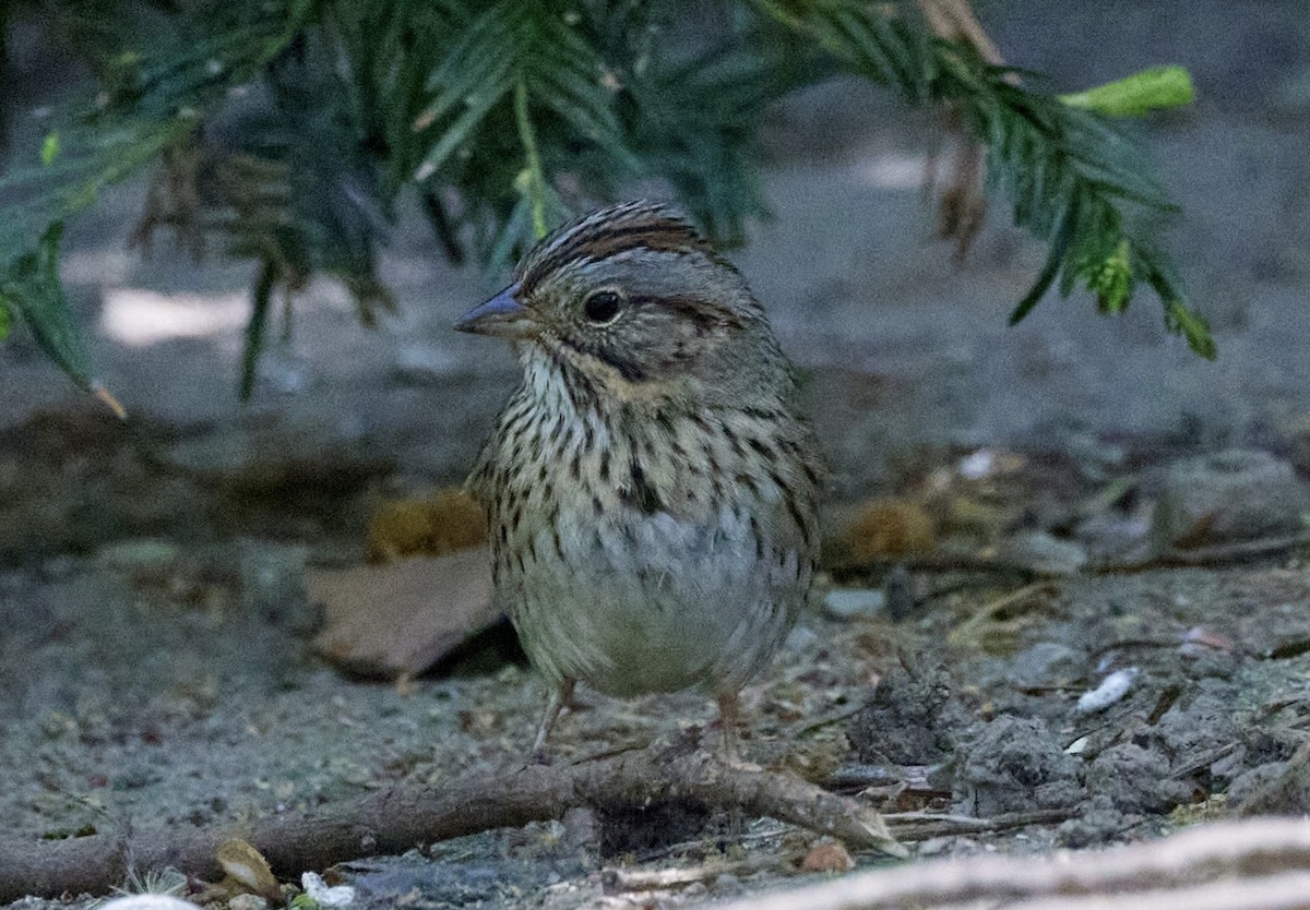 Lincoln's Sparrow - ML634753513