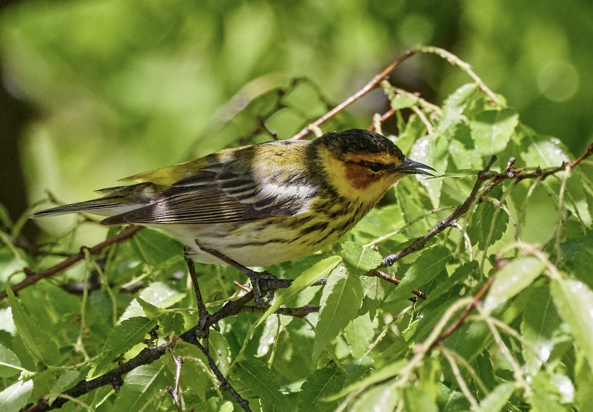 Cape May Warbler - ML634753523