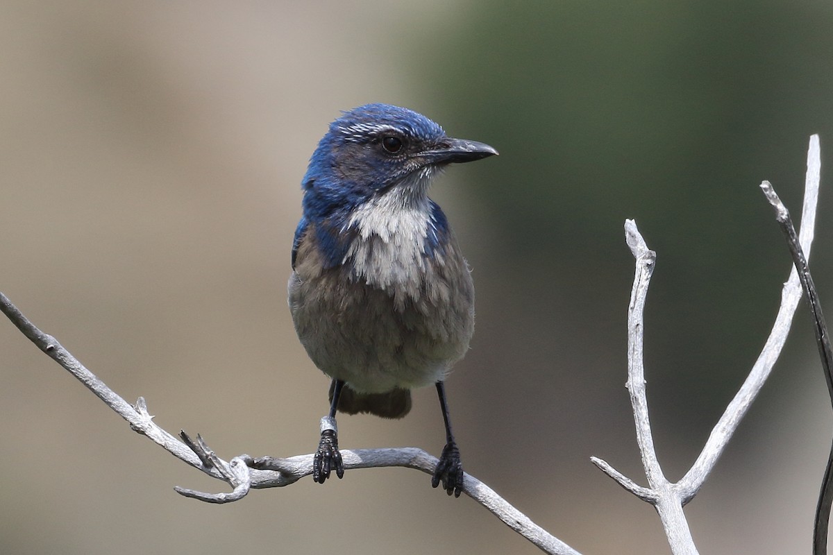 California Scrub-Jay - ML634753536