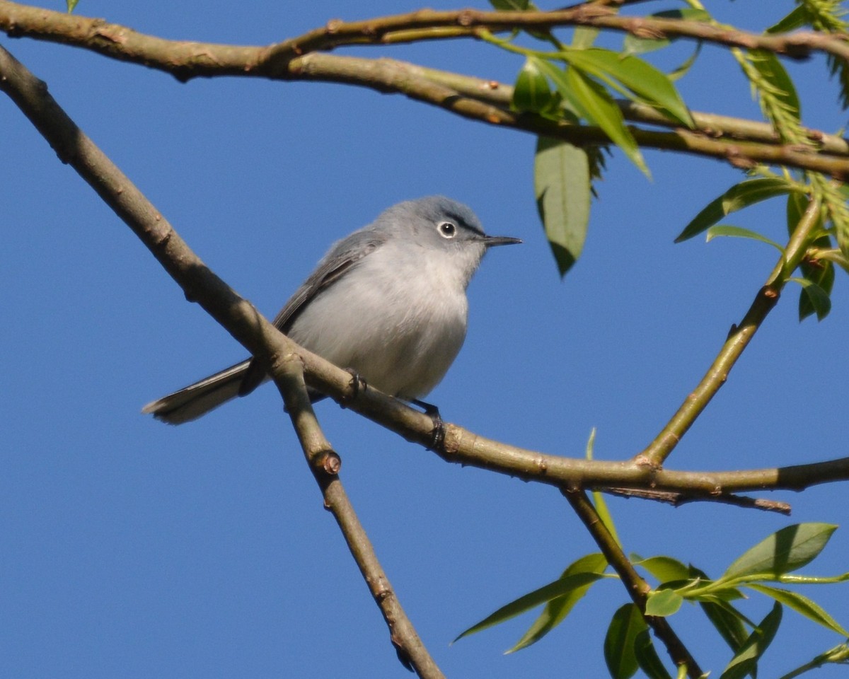 Blue-gray Gnatcatcher - ML634753780