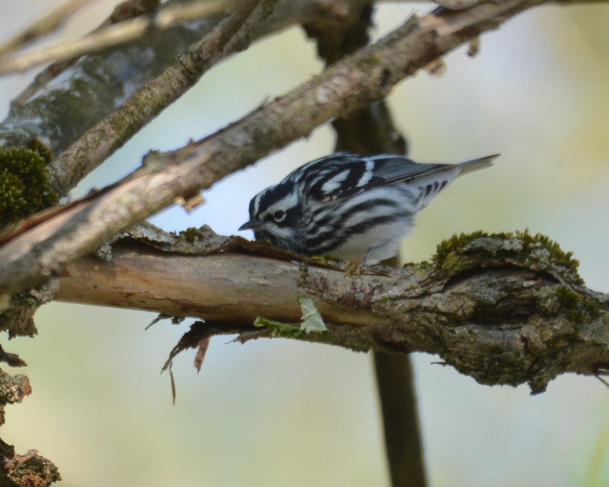 Black-and-white Warbler - ML634753880