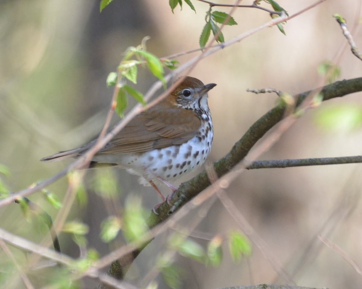 Wood Thrush - ML634753901