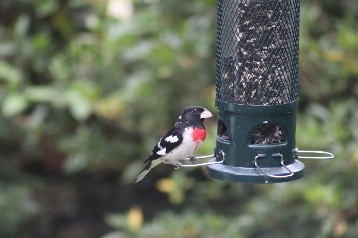 Rose-breasted Grosbeak - ML634753950