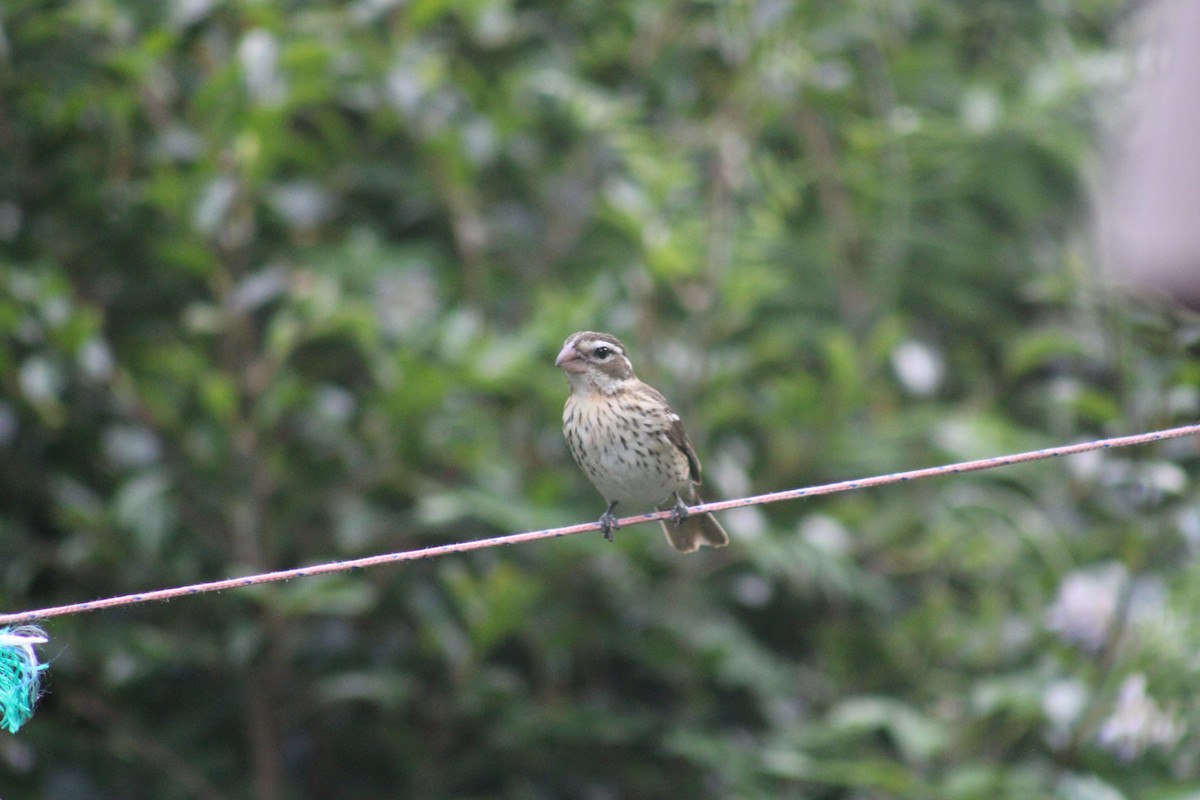 Rose-breasted Grosbeak - ML634753951