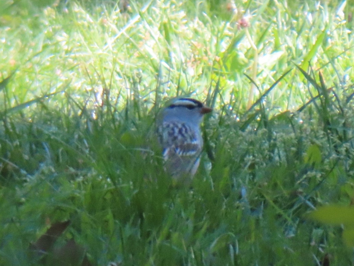 White-crowned Sparrow - ML634754131