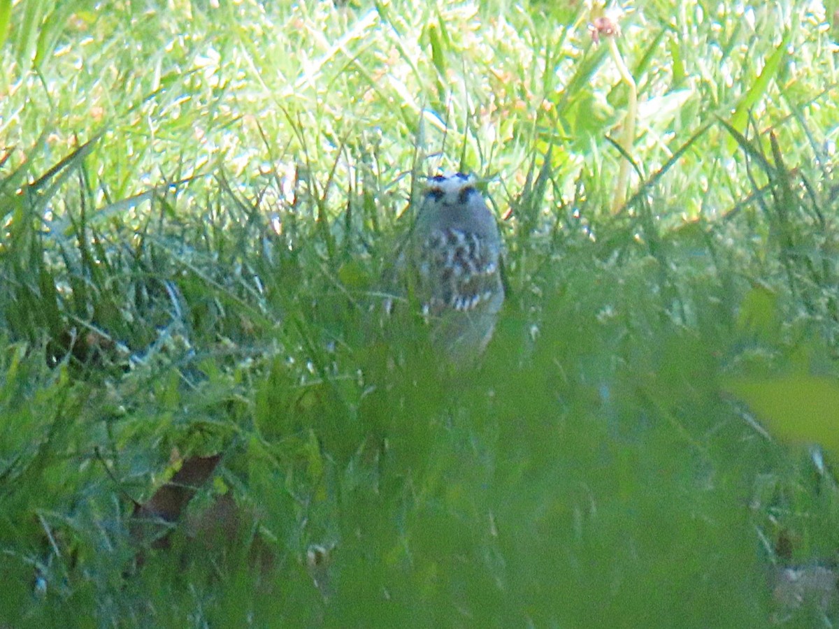 White-crowned Sparrow - ML634754132