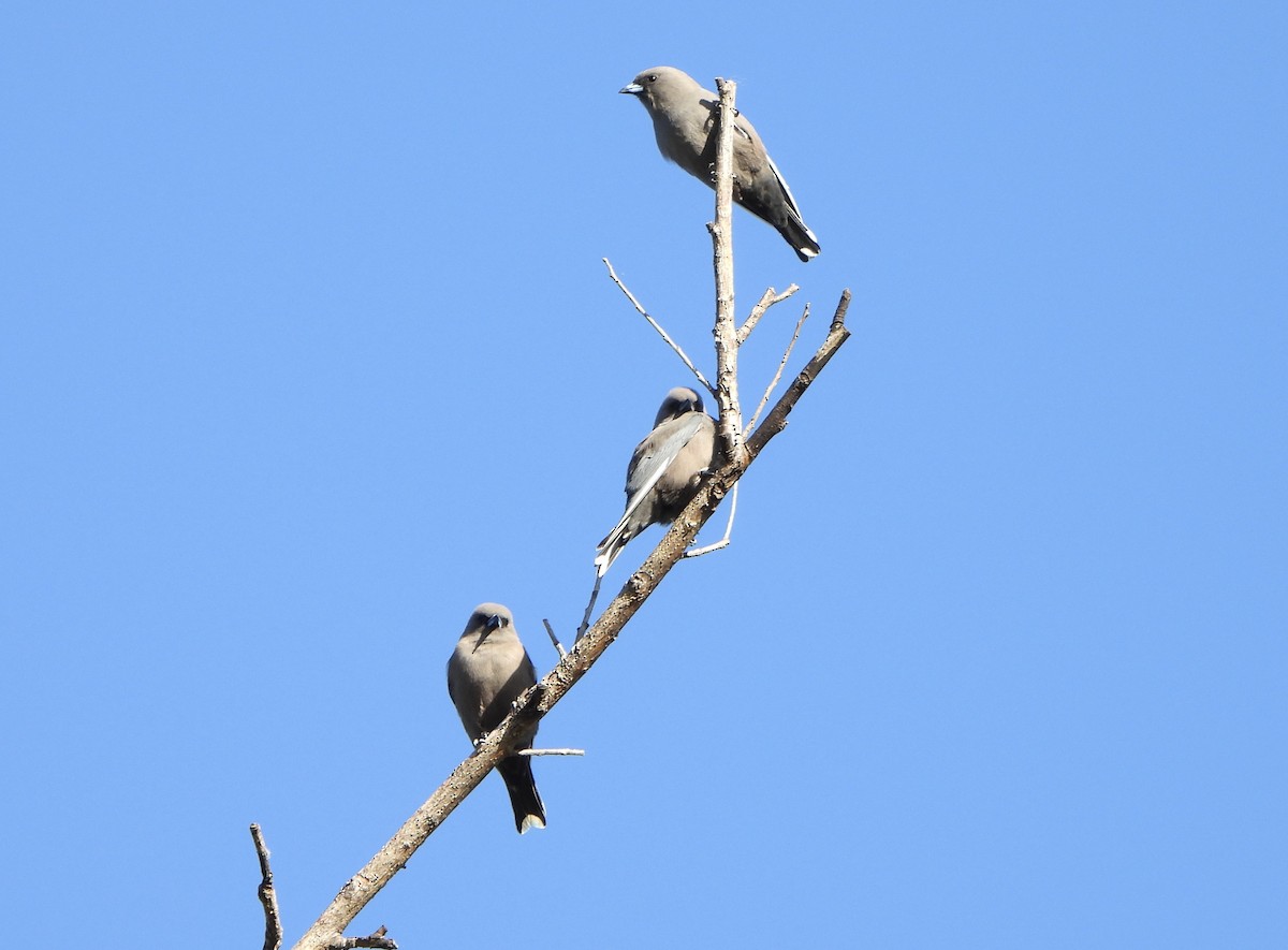 Dusky Woodswallow - ML634754364