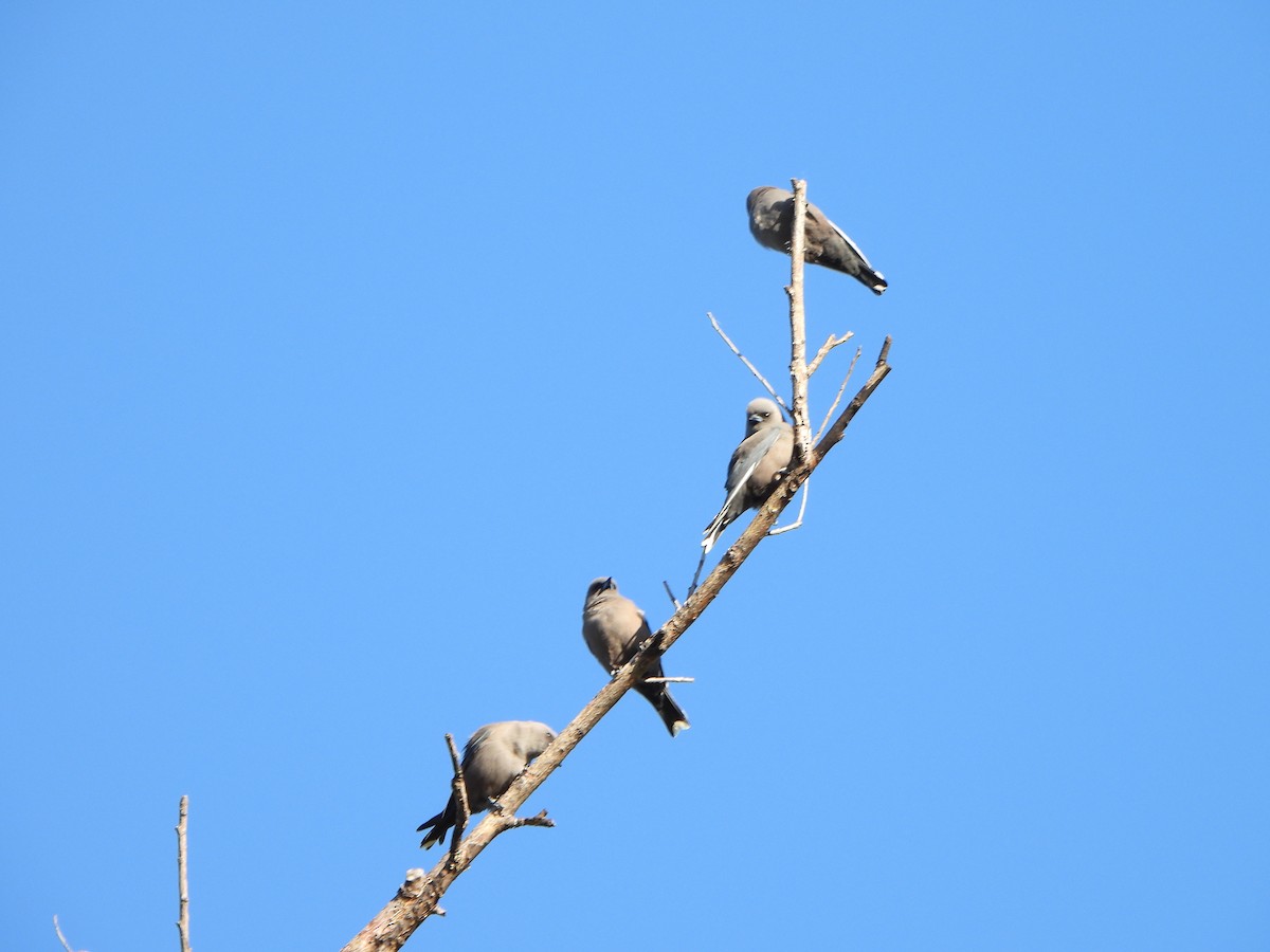 Dusky Woodswallow - ML634754365