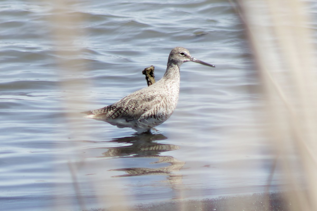 Willet - ML634754474