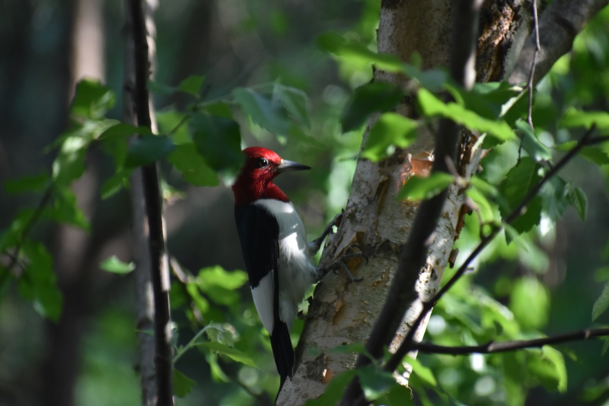Red-headed Woodpecker - ML634754585