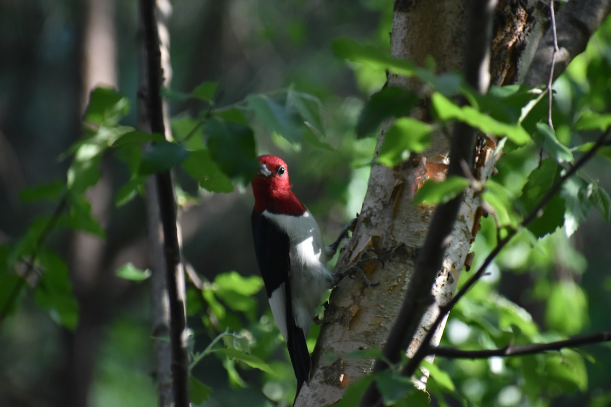 Red-headed Woodpecker - ML634754741