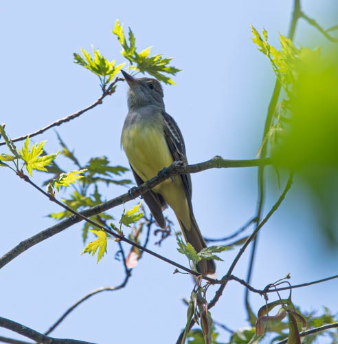 Хохлатый миарх - ML634754905