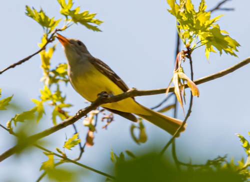 Хохлатый миарх - ML634754906