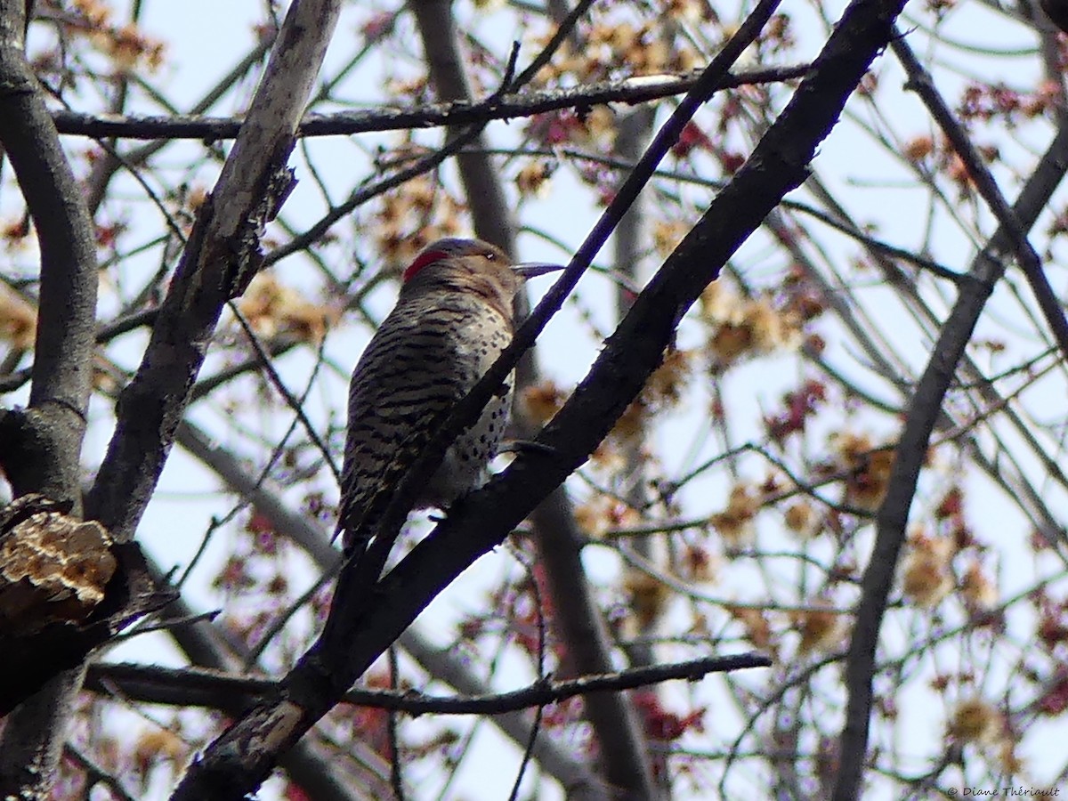 Northern Flicker - ML634754935