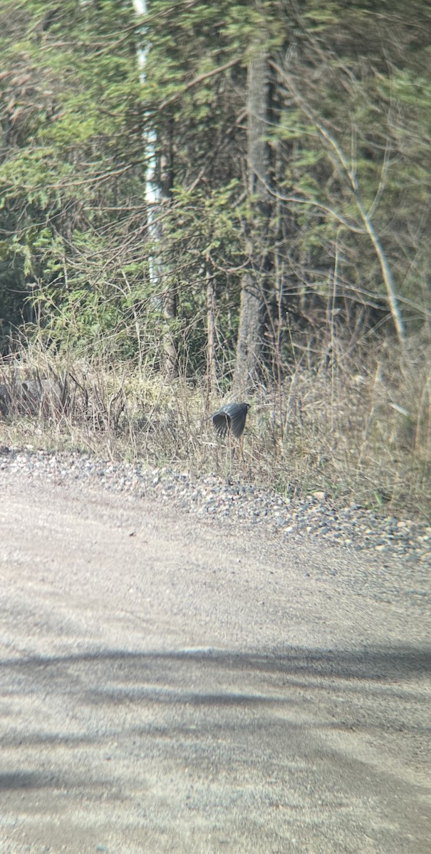 Canada Jay - ML634755094