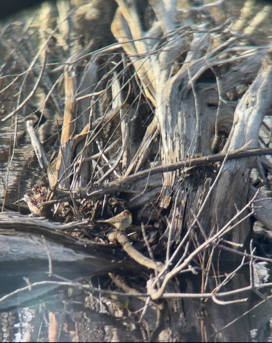 Palm Warbler - ML634755180