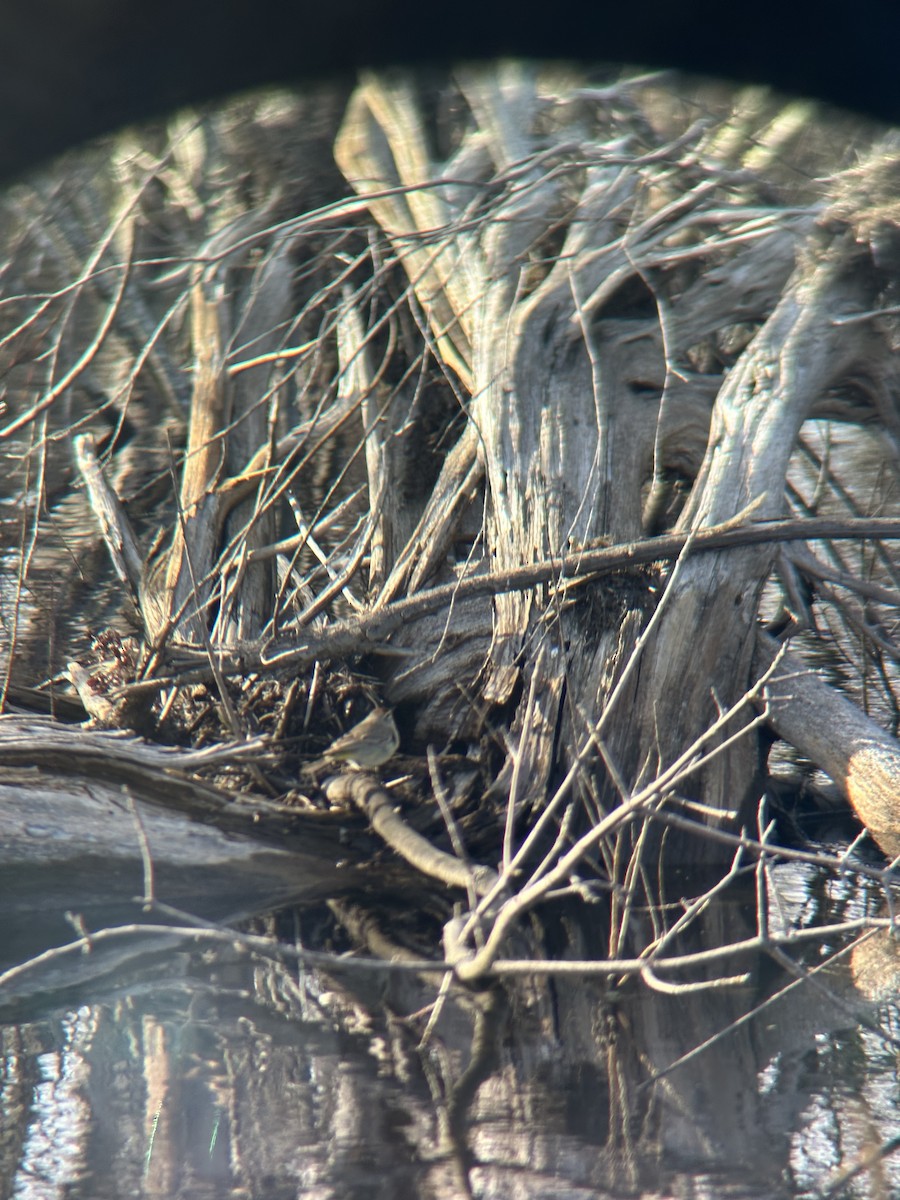 Palm Warbler - ML634755181